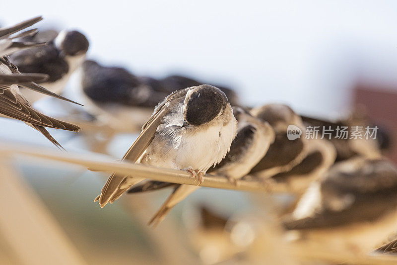 谷仓燕子(Hirundo rustica)在我的窗口靠近。躺在我的衣架上